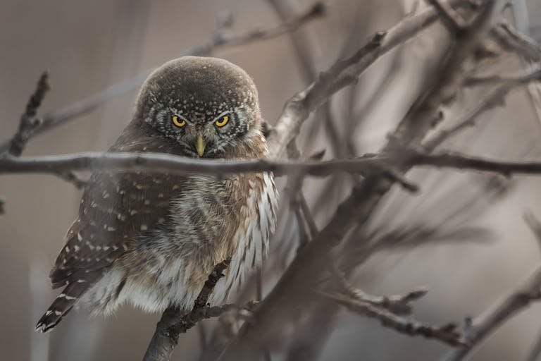 A small owl with yellow eyes perches on a branch, staring intently through a tangle of bare, dark twigs against a blurred, neutral background.